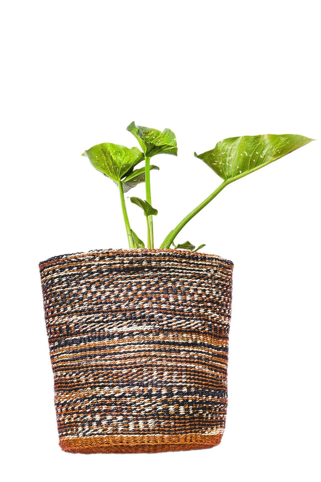 Woven plant pot with a green plant on a white background