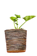 Woven plant pot with a green plant on a white background