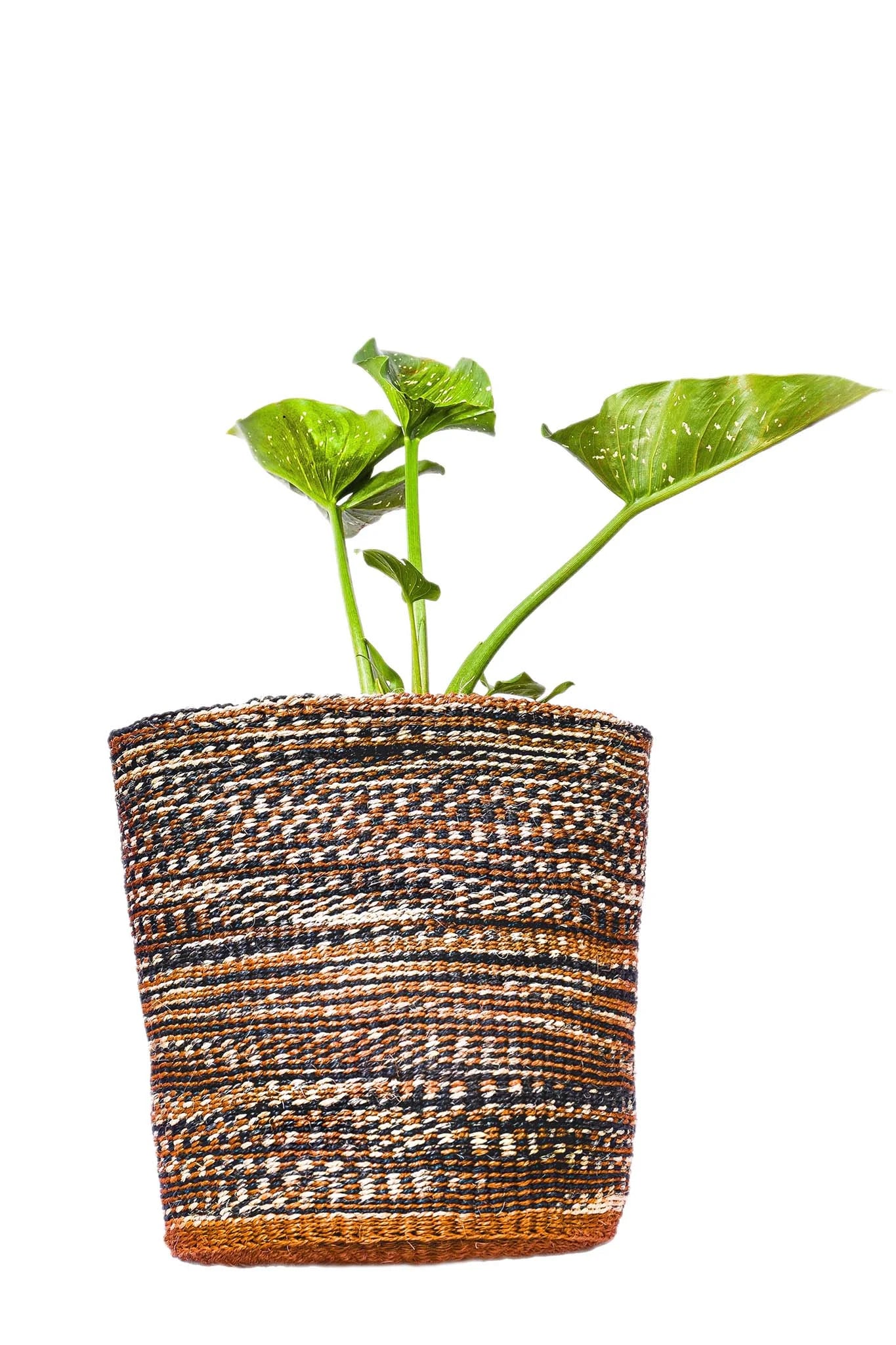 Woven plant pot with a green plant on a white background