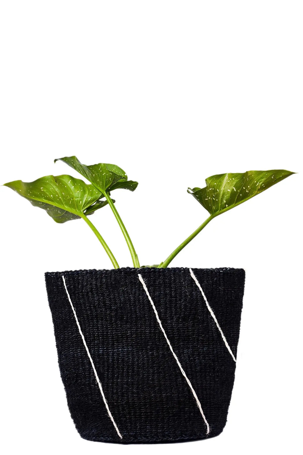 Line Drawing Monochrome Basket Planter - Afrogaze