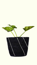 Small green plant in a black woven basket on a white background