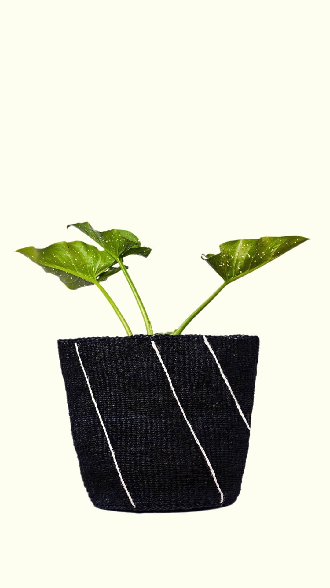 Small green plant in a black woven basket on a white background
