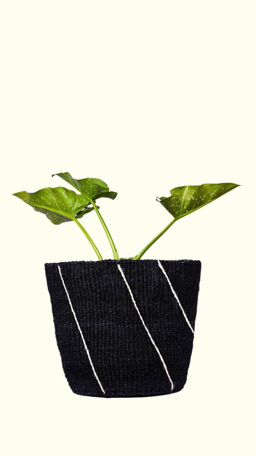 Small green plant in a black woven basket on a white background