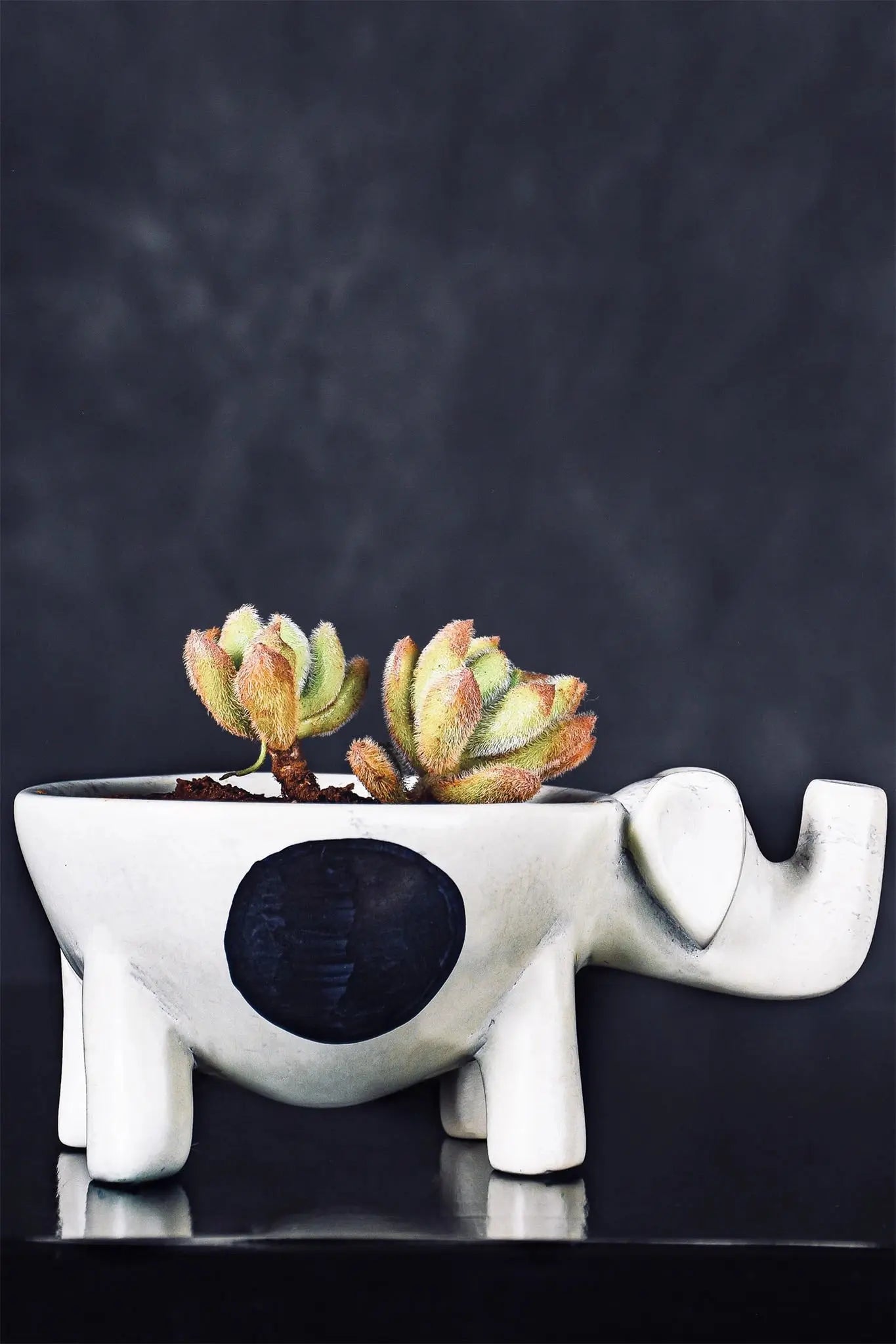 Monochrome Hand Carved Kenyan Soapstone Elephant Bowl - Afrogaze