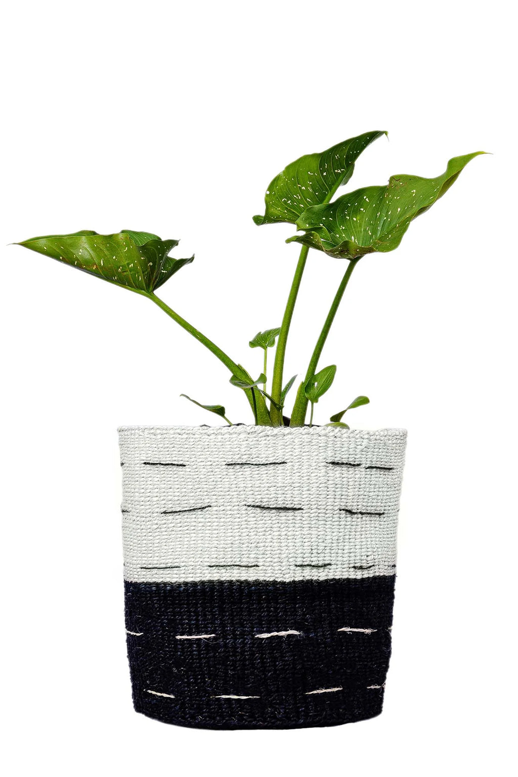 Green plant in a black and white woven pot on a white background