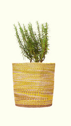 Potted plant in a woven yellow and brown pot on a white background
