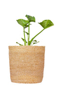 Sand Checkered Basket Planter - Afrogaze