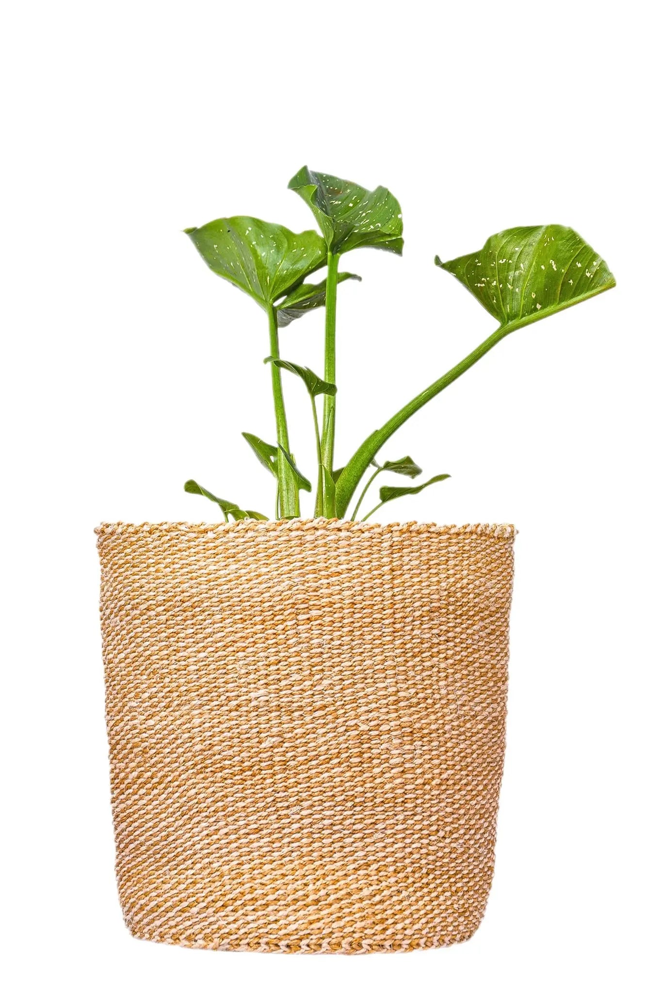 Sand Checkered Basket Planter - Afrogaze