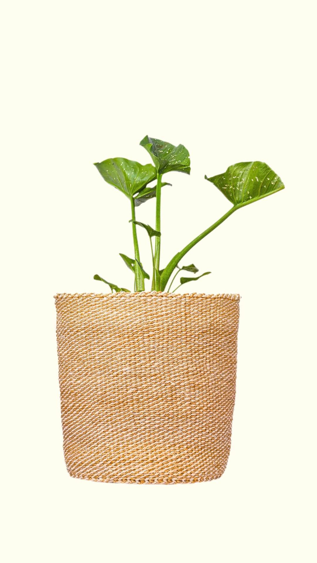 Woven plant pot with a green plant on a white background